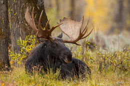 Rest From The Rut