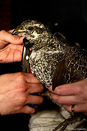 Collaring a Female Gunnison Sage-Grouse