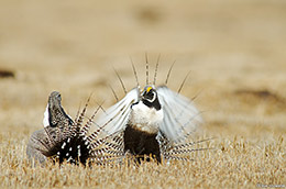 Gunnison Sage-grouse Fight