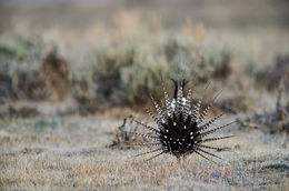 Gunnison Sage-grouse Male Display 