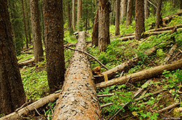Kilpacker Forest