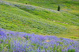 Lookout Lupine