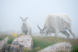 Goats In Fog