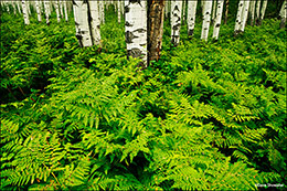 Ferns In Aspen Forest