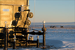 Mule Deer and Gas Equipment