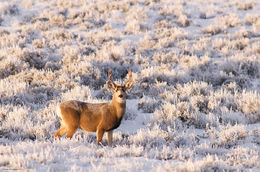 Mule Deer Buck In Frosty Sage