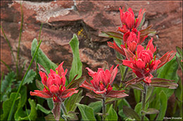 Paintbrush and Red Rock