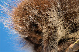 Porcupine Closeup