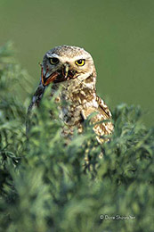 Burrowing Owl with Beetle
