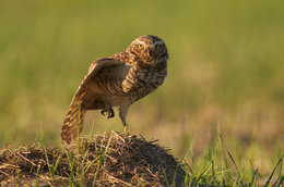 Burrowing Owl Stretch
