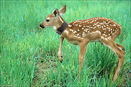 White-tailed Fawn With Collar