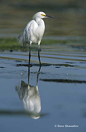 Snowy Egret Reflection