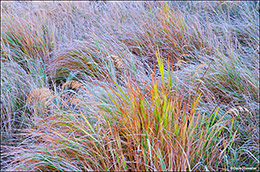 Autumn Grasses