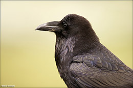 Raven Portrait