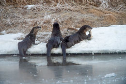 Otter Family