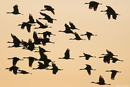 Sandhill Cranes In Flight