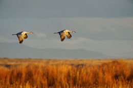 Sandhill Roost Flight