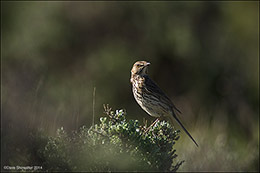 Sage Thrasher On Sage Top