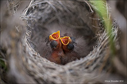 Sagebrush Sparrow Nestlings