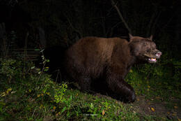 black bear, Grand Teton National Park