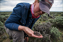 Sage Thrasher In Hand