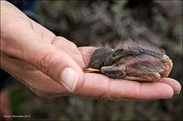 Sage Thrasher Chick