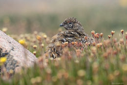  Ptarmigan In Tundra