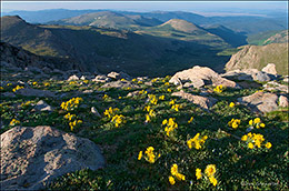 Alpine Sunflowers