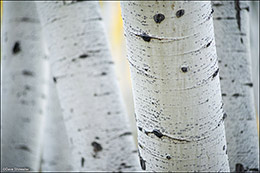 Aspen Bole Closeup