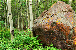 Aspen Erratic