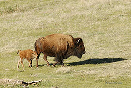 BIson Cow With Newborn Calf