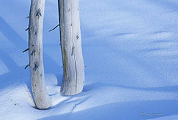 Bleached Pine in Snow