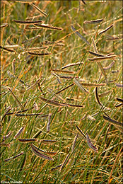 Blue Grama Seed Heads