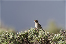 Brewer's Sparrow In Song