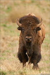 Bison Bull Head-On