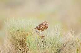 Burrowing Owl in Brush