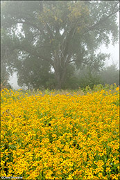 Cowpen Daisy in Fog