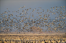 Duck Flight