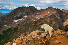 Mountain Goat and Mt. Eolus, 14,083'