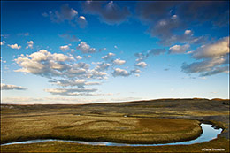 In Hayden Valley