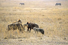 Hyenas on Kill