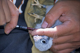 Kestrel Blood Draw