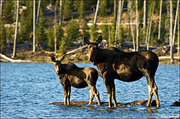 Moose Cow and Calf