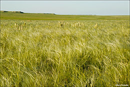 Ocean Of Grass