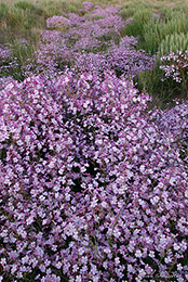 Pink Plains Penstemon