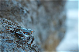Rock Crab