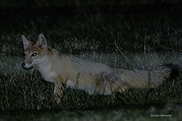 Night Fox
