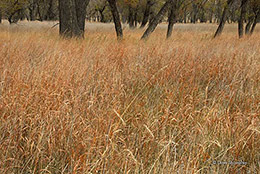 Tallgrass and Cottonwoods