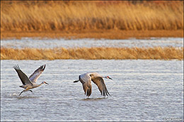 Taking Flight