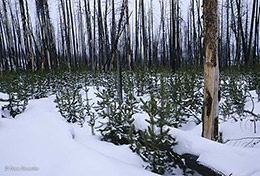 Yellowstone Rebirth